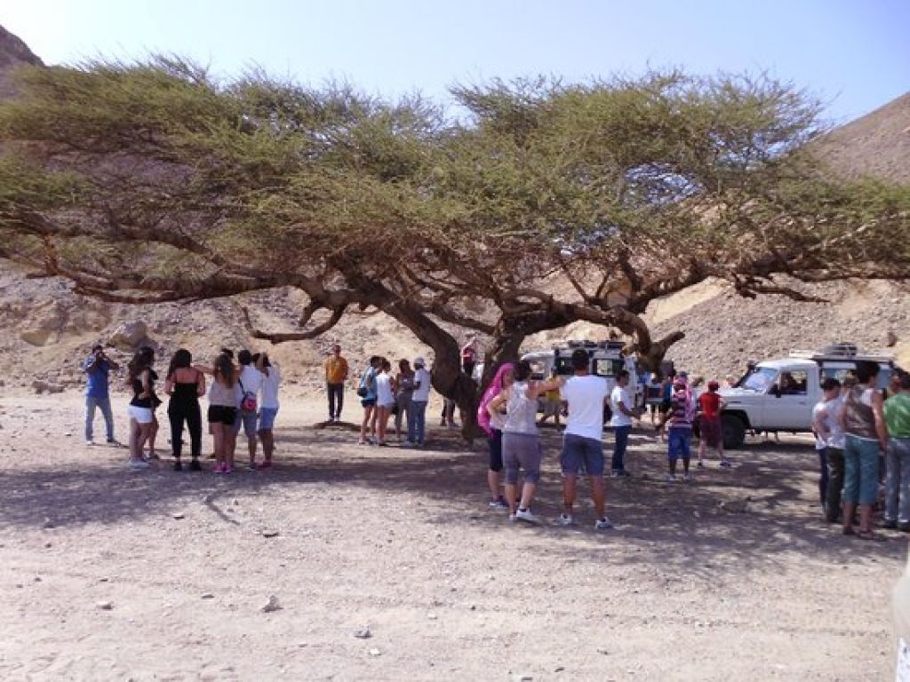 12 bedouin bbq in the egyptian desert by 4x4 921487260782