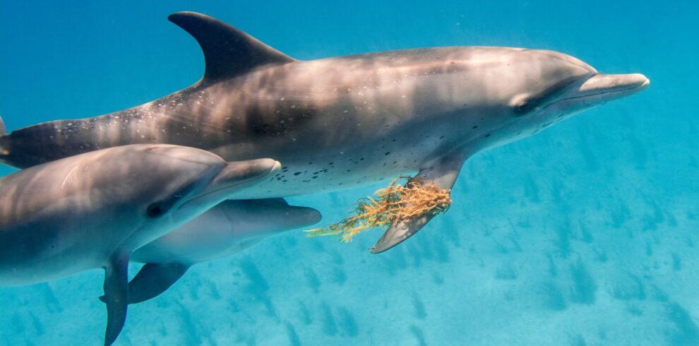 57840036 10157031450770561 2473953488082567168 o