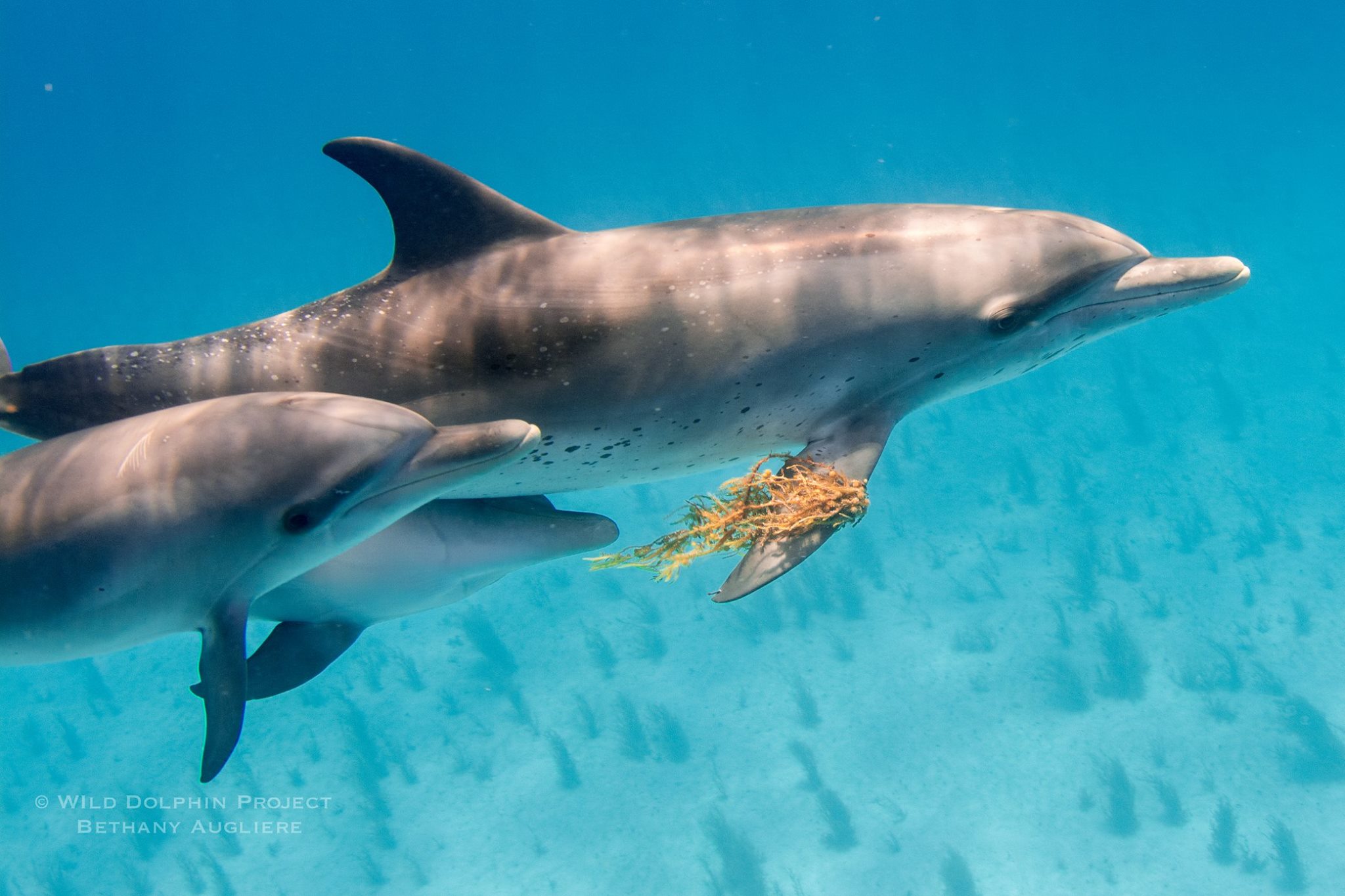 57840036 10157031450770561 2473953488082567168 o