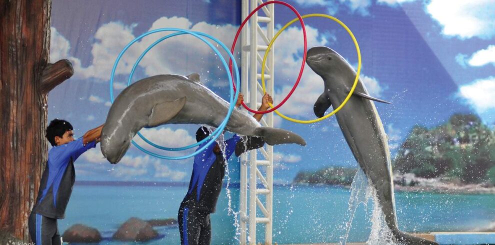 pattayadolphinworldticket